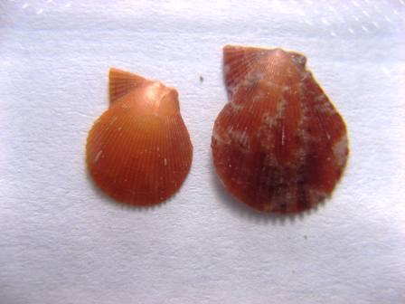 Classificazione casa sono?